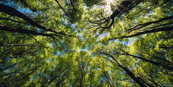 Looking up Green forest. Trees with green Leaves, blue sky and s