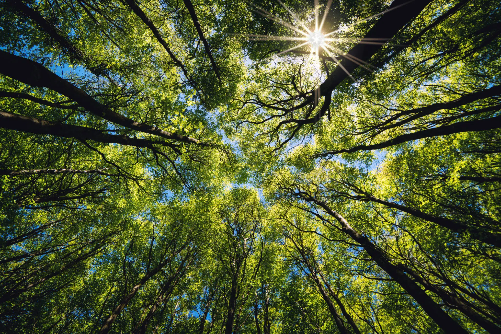 Looking up Green forest. Trees with green Leaves, blue sky and s